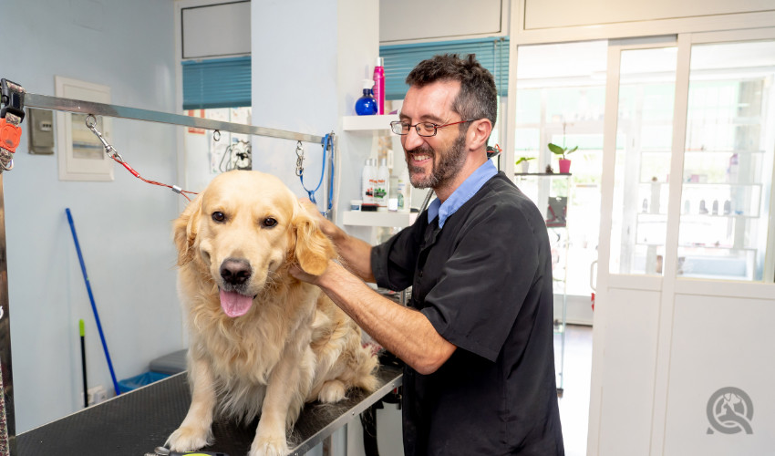 professional pet groomer running his grooming services and grooming a golden retriever