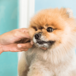 dog groomer petting dog - dog grooming business