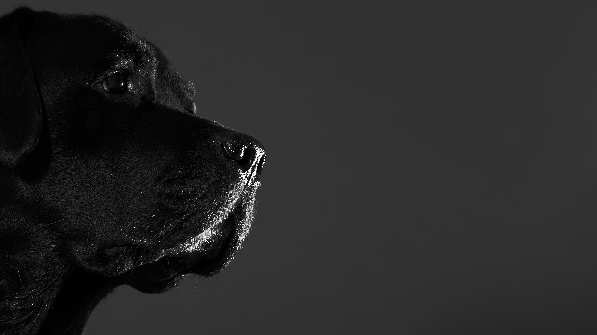 bbbg-qc-pet-studies