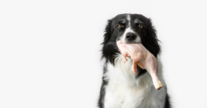 raw feeding - border collie with raw chicken in mouth