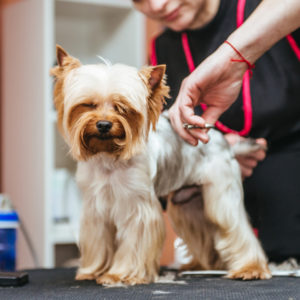 common dog grooming hair cuts
