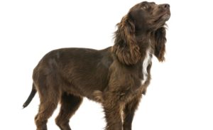 Short kennel haircut on groomed dog