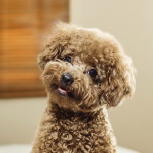 Online pet grooming courses how to groom a dog with matted fur