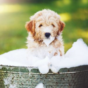 Dog in bath for grooming