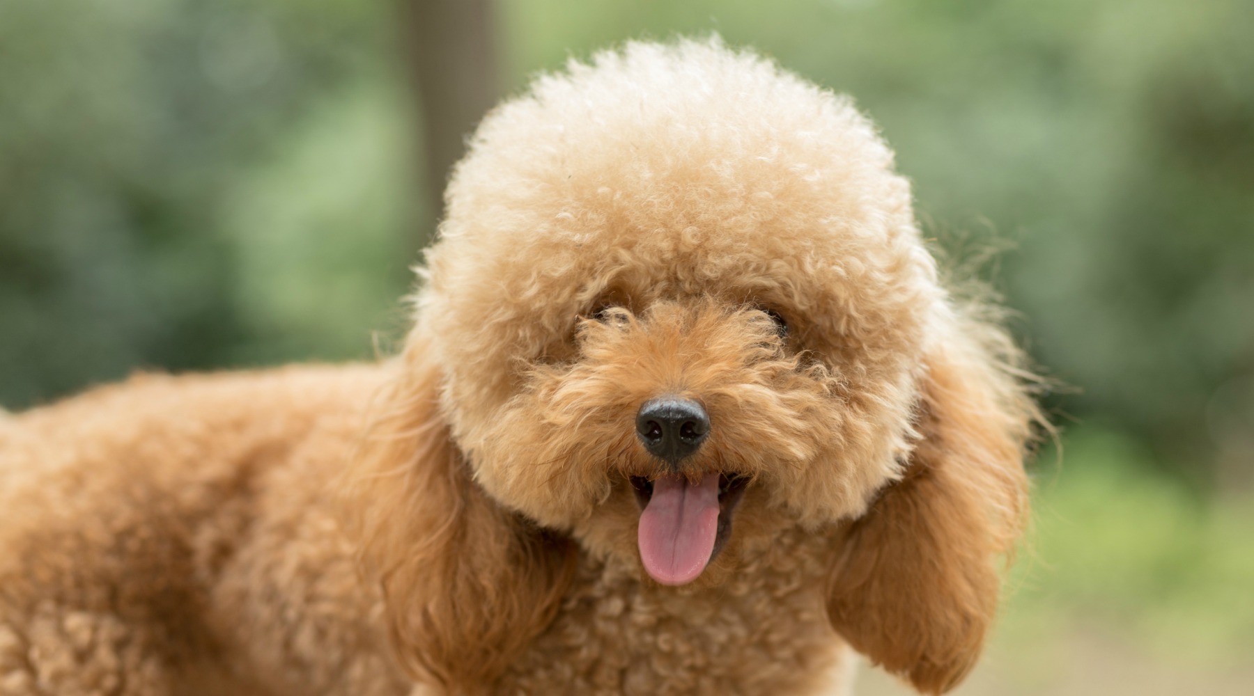 Poodle with common top knot haircut