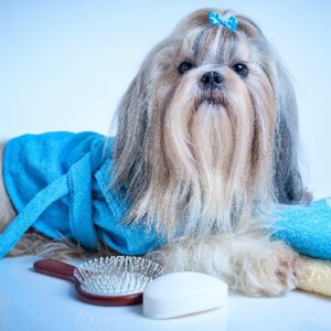 Groomed Pet - Professional Pet Grooming Industry