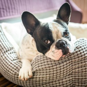 Signs that pet grooming isn't meant for you - happy dog