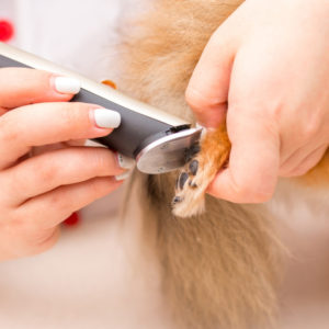 hair clipping blades for professional dog grooming course