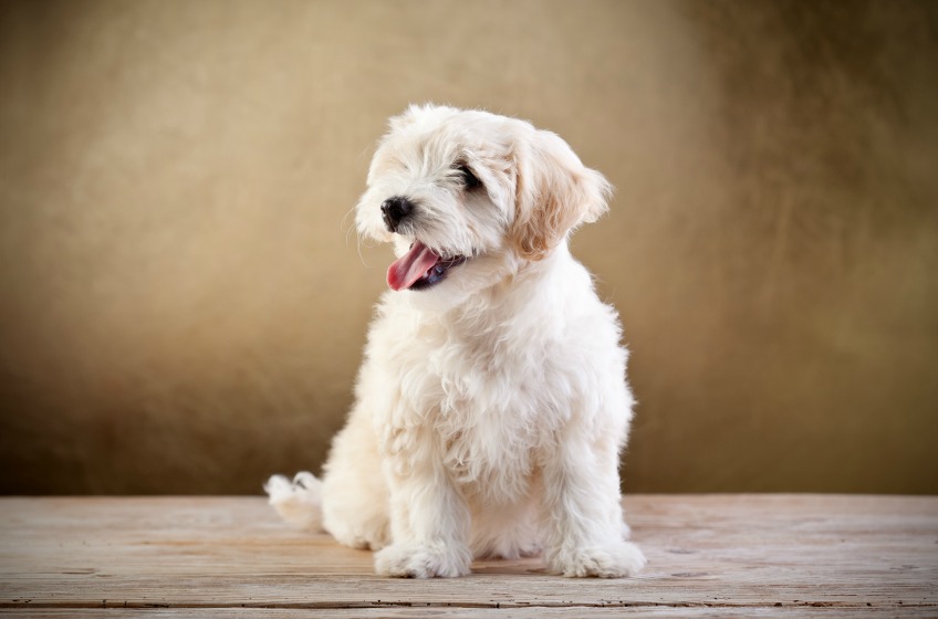 Pet grooming courses online for your dog grooming career