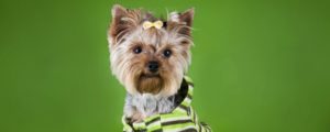 Pet accessory guide for dog gifts