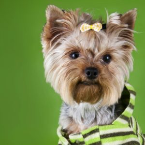 Pet accessory and pet gift guide for your dog