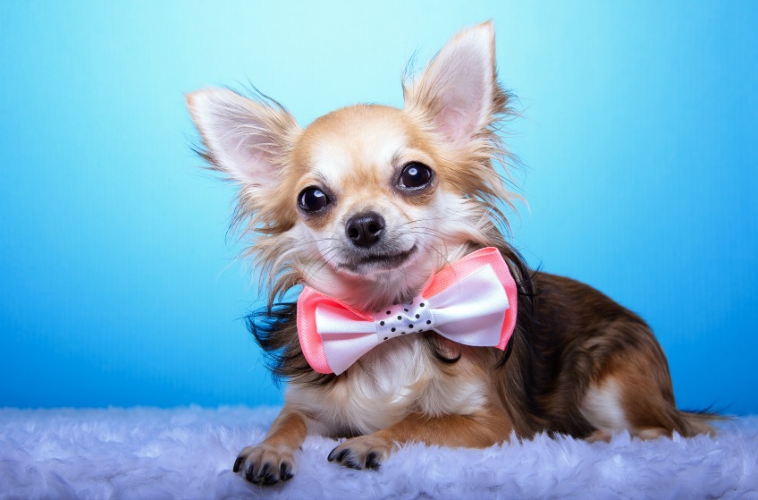 Cute dog accessory - dog bow tie
