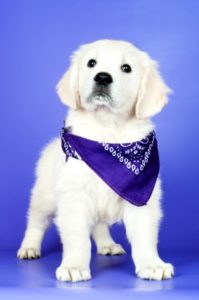White golden retriever with bandana god accessory after being groomed