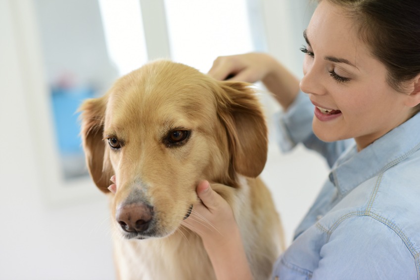 Using the right clipping blades for grooming a dog