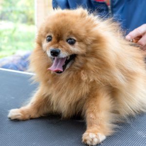 Start a career in dog grooming with online courses