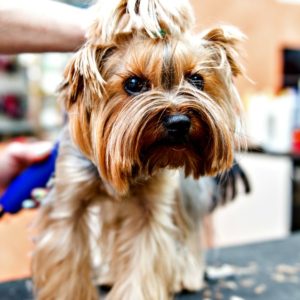 Dog grooming and choosing the right dog hair clipping blades