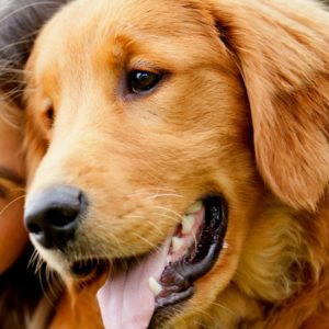 Golden retriever dog grooming resolutions to keep