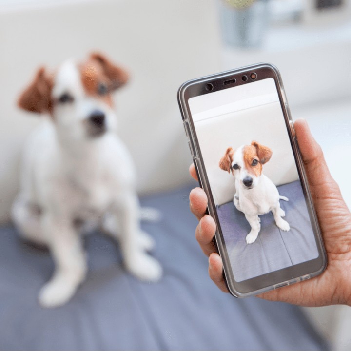 dog in background, and hand holding smartphone with photo of dog in the foreground