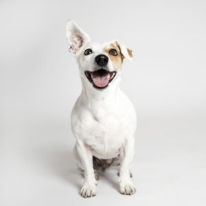 dog portrait for dog grooming portfolio