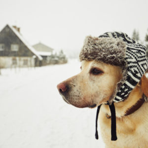 winter dog grooming guide for dog owners
