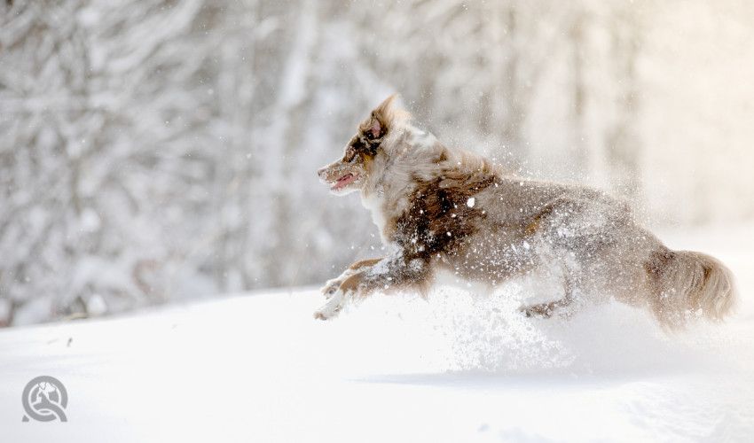 dog jumping and running through snow