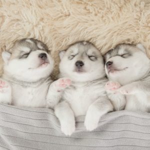 Warm husky puppies in blanket waiting for winter grooming