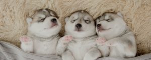 Winter husky puppies in blanket to stay warm