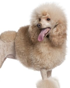 Winter dog grooming for a poodle