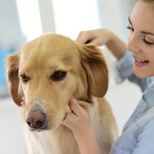 Building a first aid kit for dogs and pets