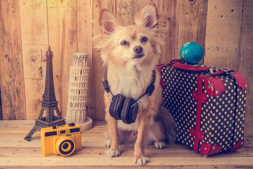 Tips for pet travel and taking your dog on trips