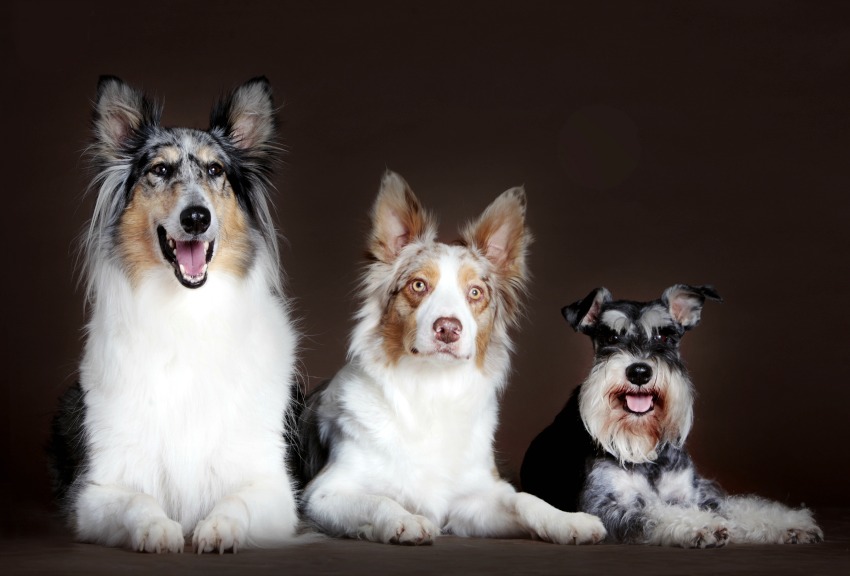 How to take good pet portraits for dog groomers
