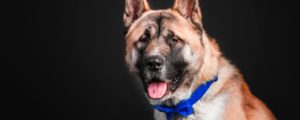 How to take perfect dog portraits
