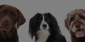 three dogs - with dark overlay