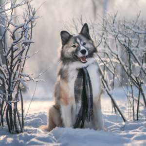 beautiful dog wearing scarf, sitting in snow