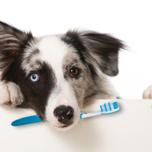 doggie dental care for the pet grooming professional