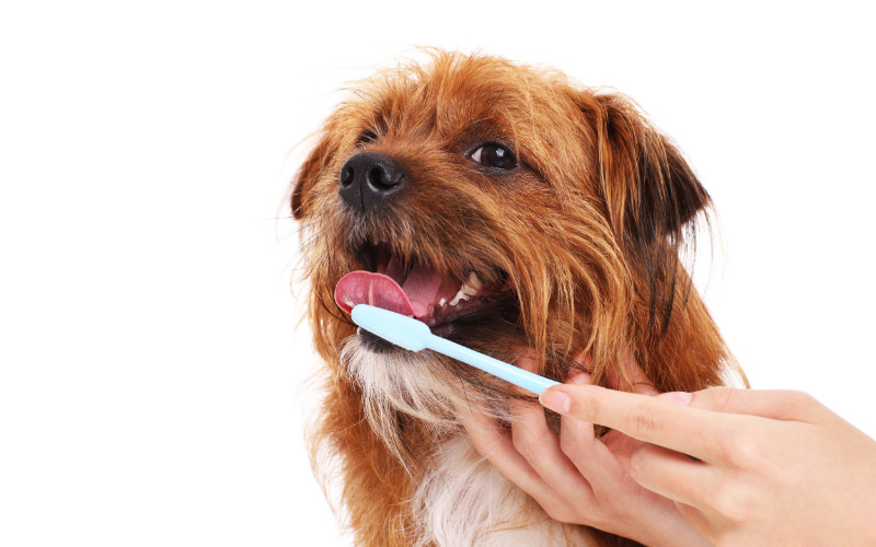 doggie dental care for the pet grooming professional happy dog licking toothpaste off toothbrush