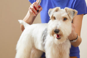 become a pet groomer