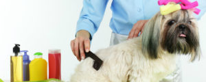 pet grooming academy