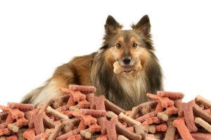 The best diet for your dog to stay healthy