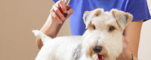 Pet styling products you should use for your dog grooming business