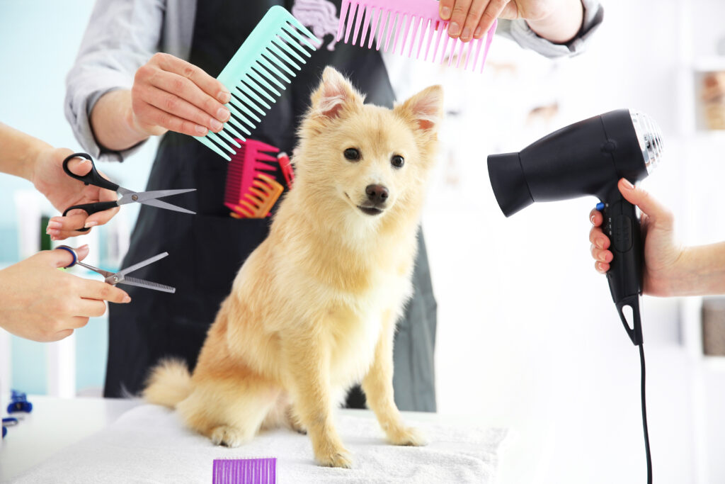 Top 5 Dog Styling Products QC Pet Studies