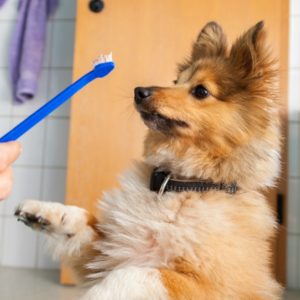 Learn how to take care of a dog's teeth during your dog groomer training course