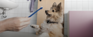 Dental care tips for professional dog groomers