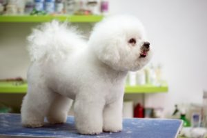 Dog grooming tools and accessories for a dog salon
