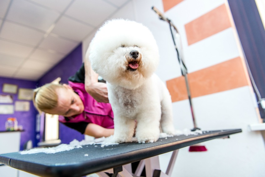 How to become a dog groomer with online pet grooming courses