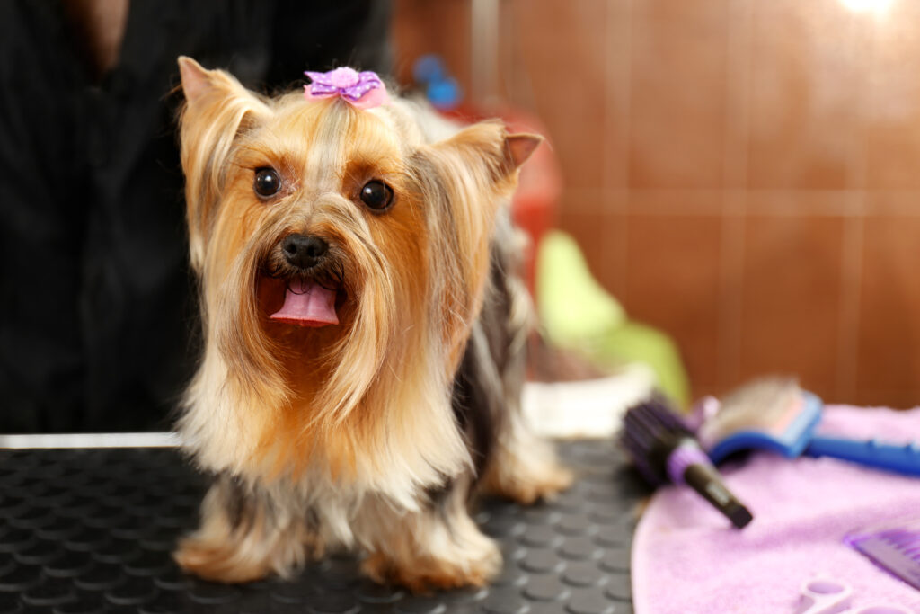 Top 5 Dog Styling Products QC Pet Studies