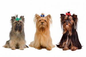 Dog grooming tips for brushing and cutting dog hair