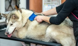 Learn how to groom dogs safely in a dog grooming salon