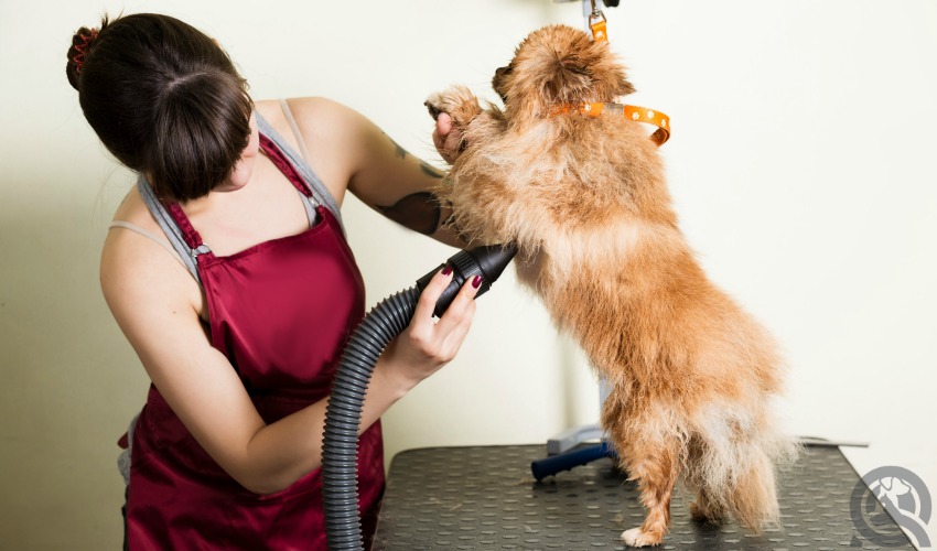 Choosing the Best Hair Dryer for Dog Grooming - QC Pet Studies