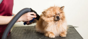 best dryers for dog groomers